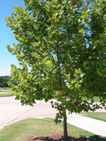 sycamore tree picture
