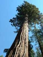 redwood tree picture