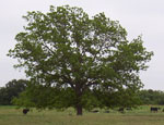 pecan tree photo