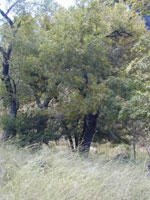 walnut tree picture