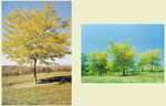 honeylocust tree picture