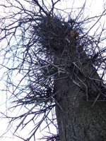 Honey Locust Tree with Thorns