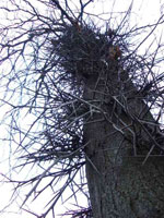 honeylocust tree picture