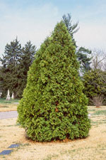 tree picture