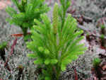pine tree picture