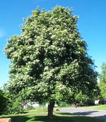 mountain ash tree picture