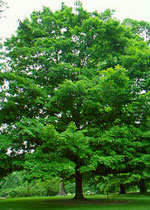 Large Maple Tree