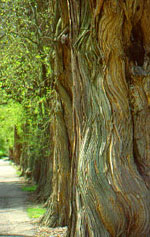orange tree picture