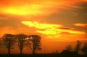 tree wallpaper