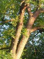walnut tree picture
