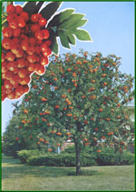 mountain ash tree picture