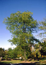 honeylocust tree picture