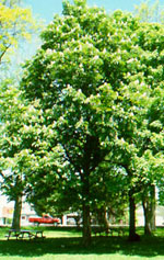 horse chestnut tree picture