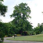 ginkgo biloba tree picture