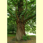 chestnut tree picture
