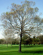 beech tree picture