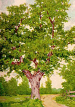 chestnut tree drawing
