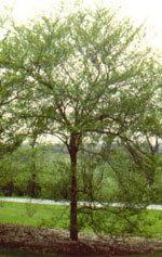 hawthorn tree picture