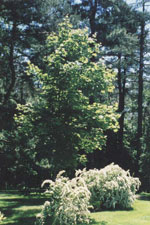 lilac tree