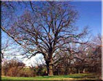 pecan tree photo
