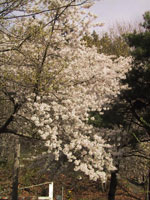 cherry tree picture