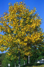 poplar tree picture