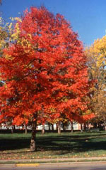 tree picture