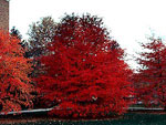 black tupelo tree picture