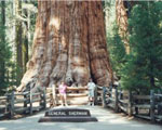 redwood tree picture