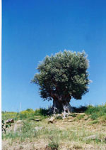 olive tree picture