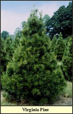 pine tree picture