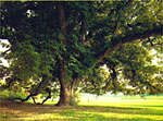 walnut tree picture