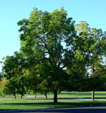 walnut tree picture