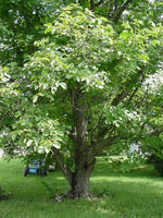 walnut tree picture