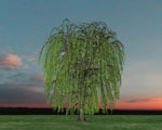 willow tree picture