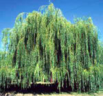 willow tree picture