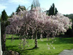 cherry tree picture