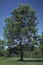 ash tree picture