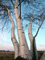 birch tree picture