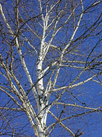 birch tree picture