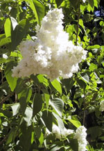lilac tree