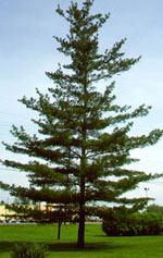 pine tree picture