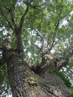 poplar tree picture