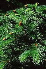 White spruce tree