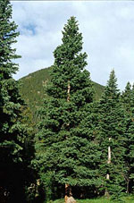spruce tree picture