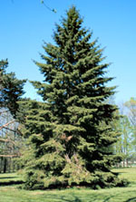 spruce tree picture