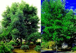 ash tree picture