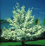 dogwood tree picture