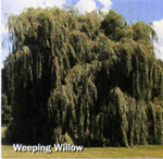 Willow Trees: Weeping Tree Type Picture