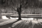 willow tree picture
